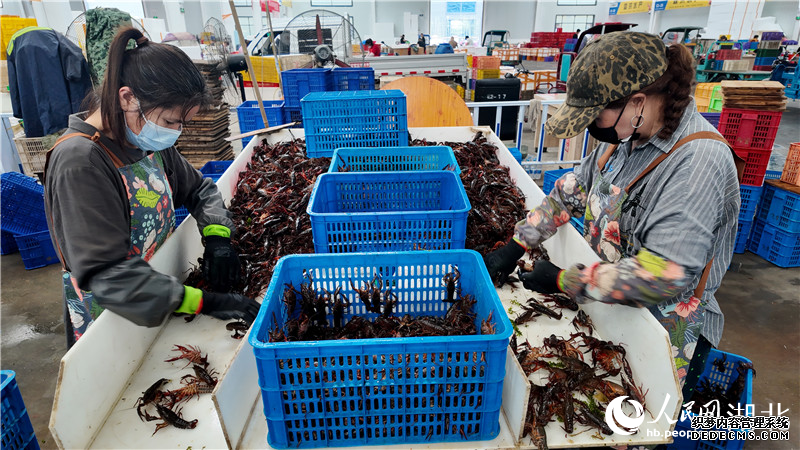 “虾嫂”们正在分拣。人民网记者周雯摄