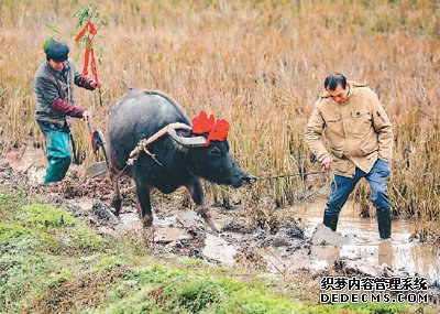 日前，四川省华蓥市阳和镇蔡家湾村的农民在田间“犁春牛”，迎接即将来临的立春。　　邱海鹰摄（人民视觉）