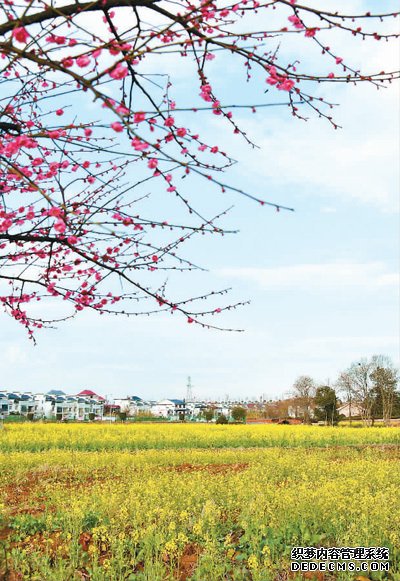 立春临近，江西省赣州市兴国县埠头乡枫林村花香四溢、唯美如画。　　陈 鹏摄（人民视觉）