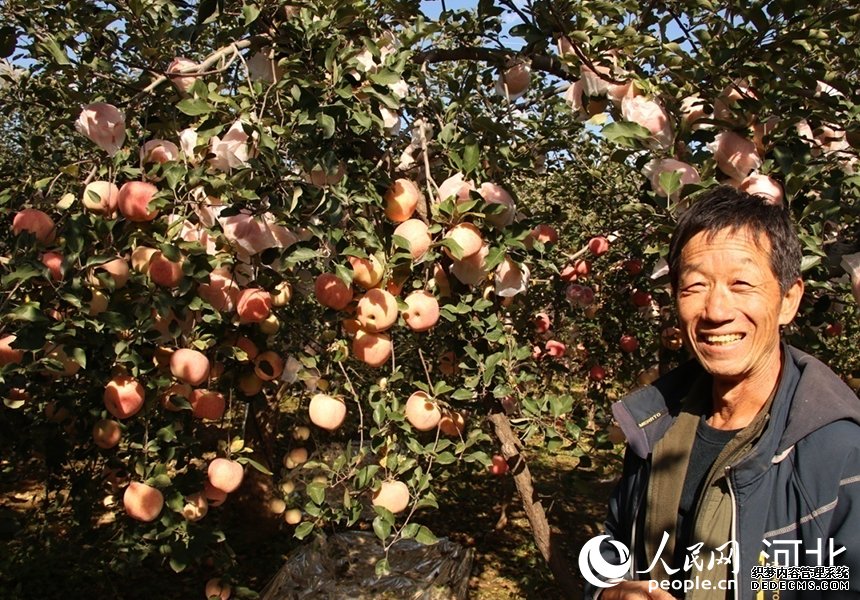 岗底村果树种植高级技师杨双奎和他种植的苹果树。人民网记者 祝龙超摄